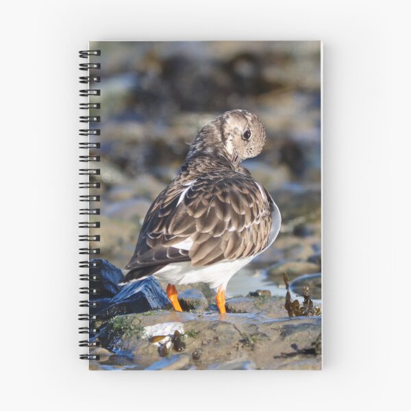 Item preview, Preening turnstone designed and sold by GreyFeatherPhot.