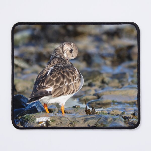 Item preview, Preening turnstone designed and sold by GreyFeatherPhot.