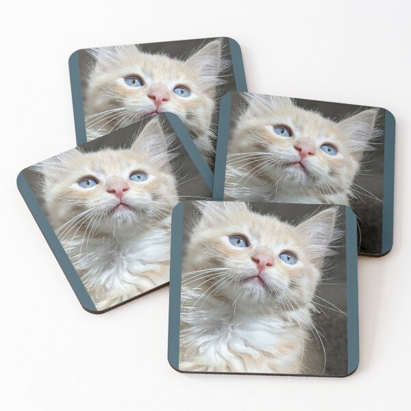 Item preview, Ragdoll Mainecoon kitten designed and sold by Fluffycat2020.