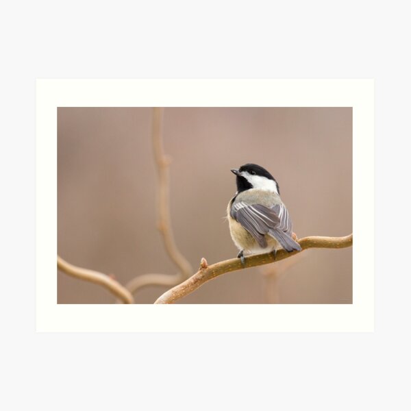 Chickadee in Filbert Art Print