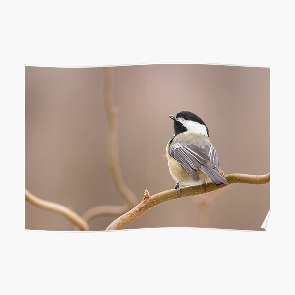 Chickadee in Filbert Poster