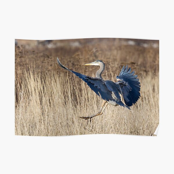 Great Blue Heron Landing Poster