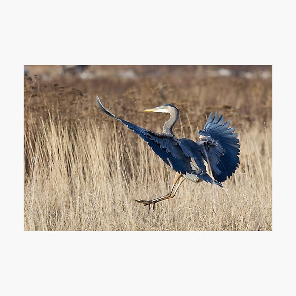 Great Blue Heron Landing Photographic Print