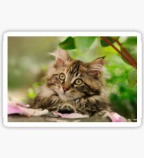 Cute Maine Coon Cat Kitten Photo Portrait Sticker
