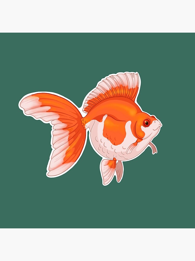 AquariumFish.net  Ryukin goldfish, Fantail goldfish, Goldfish