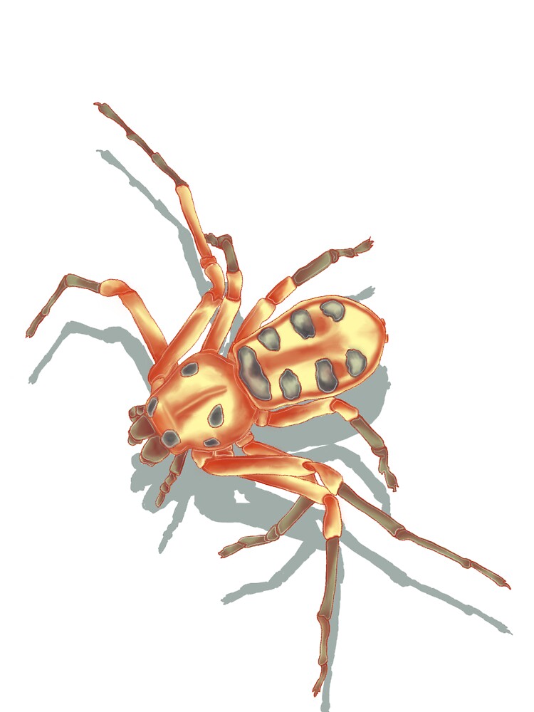 "8-spotted crab spider" Sticker for Sale by Margauxb | Redbubble