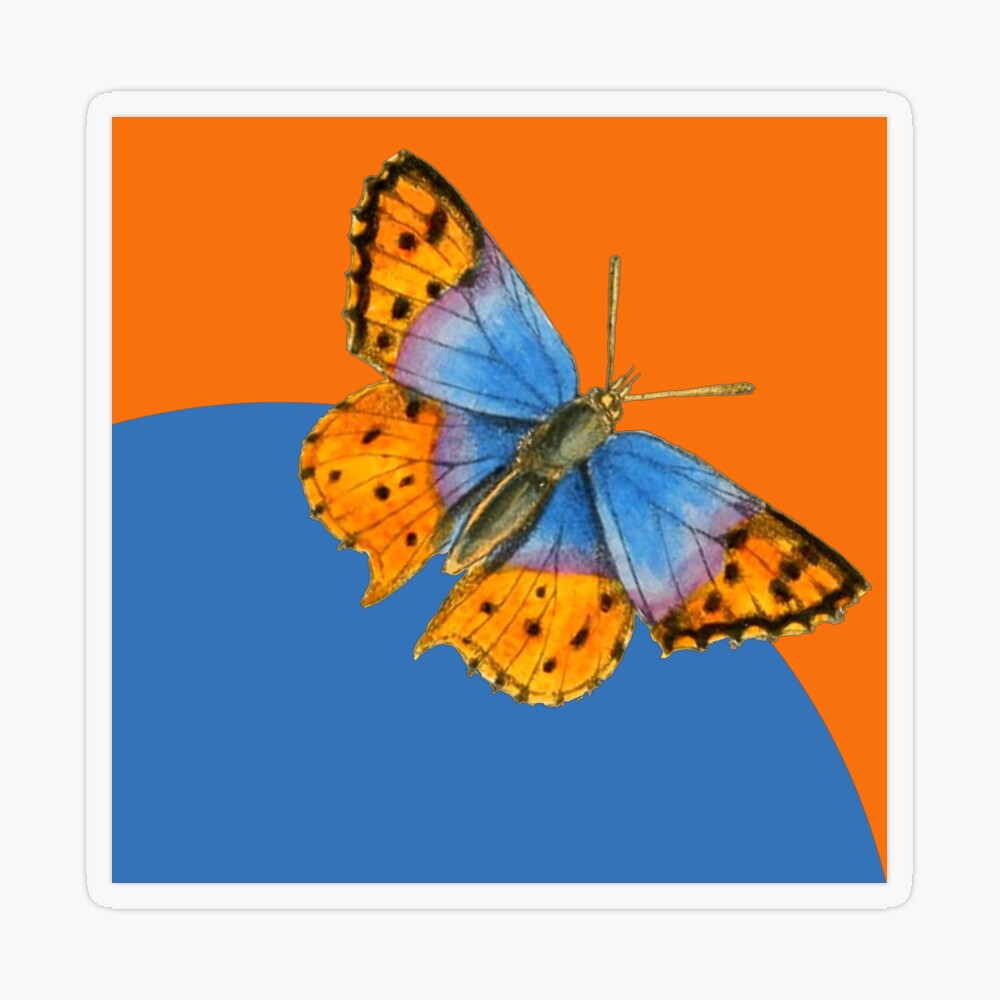 Tangerine Orange Frock With Spreaded Blue Butterflies Online Tamil