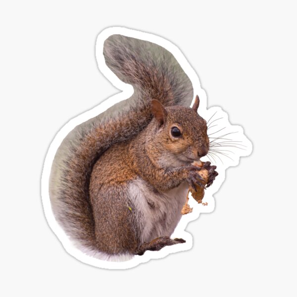 Item preview, Small wild animal cute Florida squirrel close-up designed and sold by Zina Stromberg.