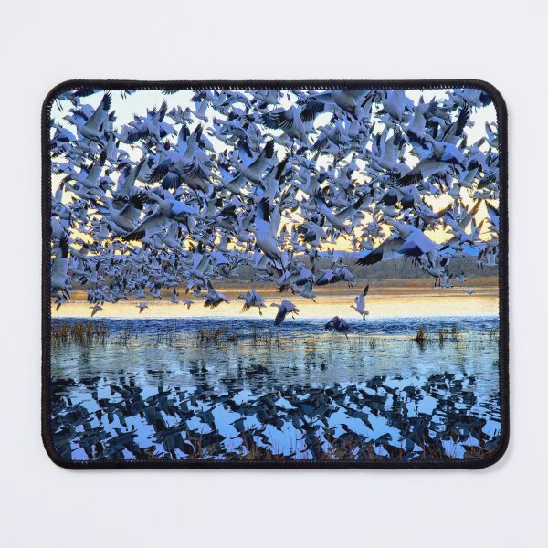 Item preview, Grand Finale Snow Geese Bosque Del Apache National Wildlife Refuge NM designed and sold by Rocky Mountain Artistry.