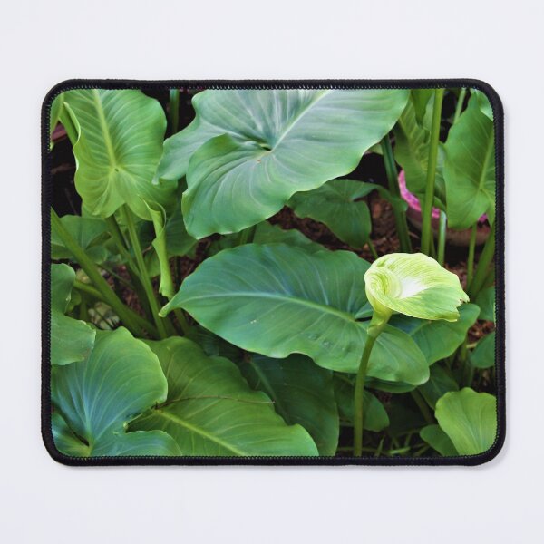 Item preview, Arum Lily designed and sold by WinterRabbitArt.