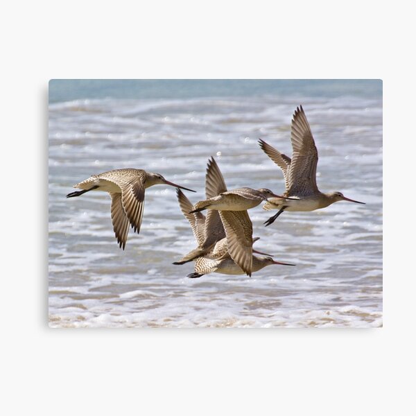 Item preview, SHOREBIRD ~ Bar-tailed Godwit hJCrykpb by David Irwin designed and sold by tasmanianartist.