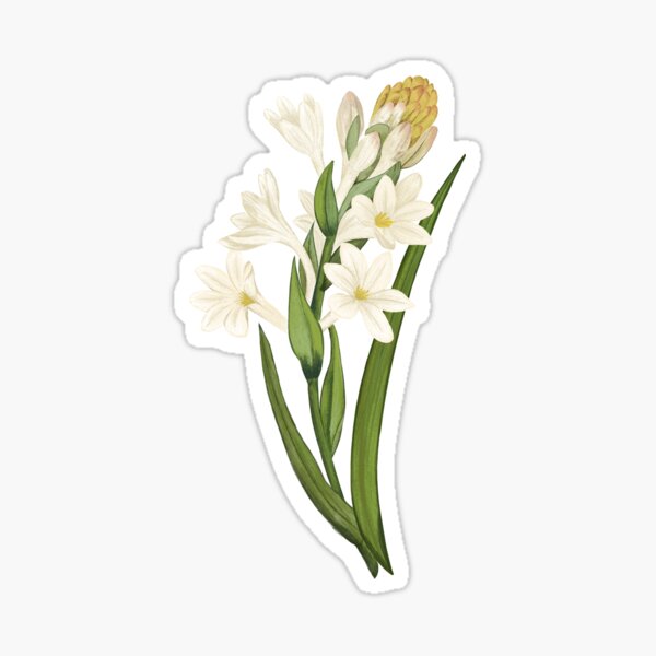 Item preview, Jasmine flower designed and sold by Carlos-art-shop.