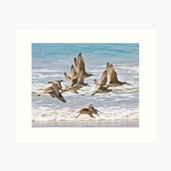 Item preview, SHOREBIRD ~ Bar-tailed Godwit arkQnrpX by David Irwin designed and sold by tasmanianartist.