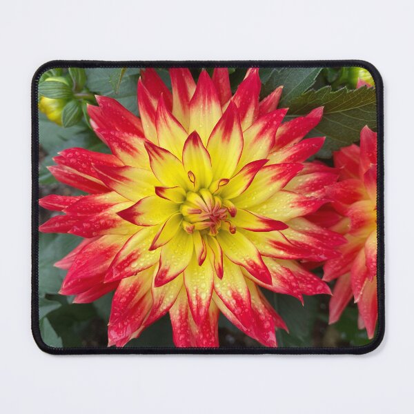 Item preview, Yellow Dahlia with Red Tipped Petals designed and sold by Sinemathk.