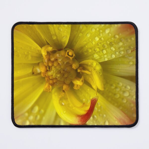 Item preview, Raindrops on a Yellow Dahlia Flower designed and sold by Sinemathk.