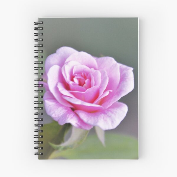 Aperçu de l'œuvre Jolie Rose Rose créée et vendue par TheaShutterbug.