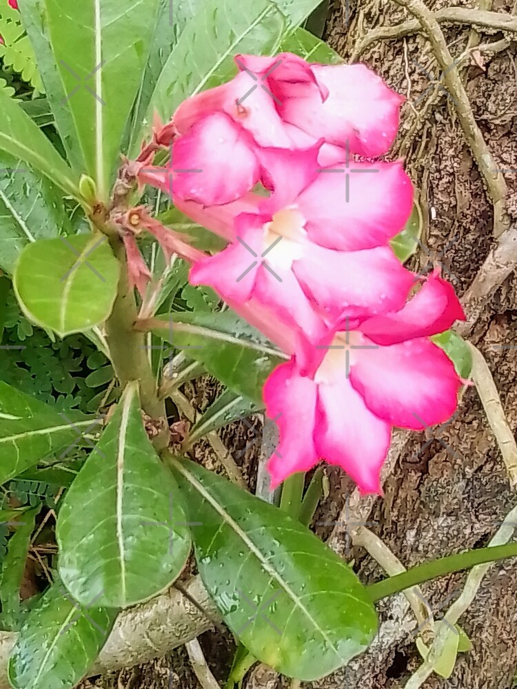 "GUAM, PLUMERIA, FLOWER, FMG6966" Poster by FMG6966 Redbubble