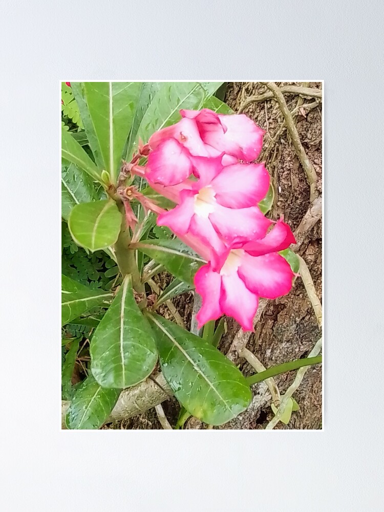 "GUAM, PLUMERIA, FLOWER, FMG6966" Poster by FMG6966 Redbubble