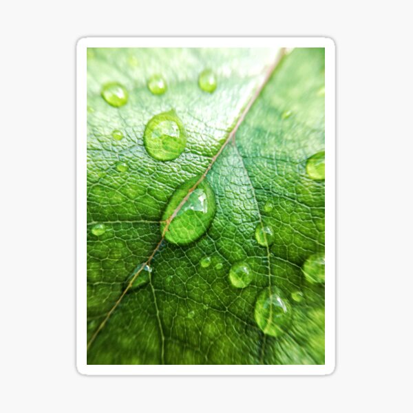 Rain Drops Sticker