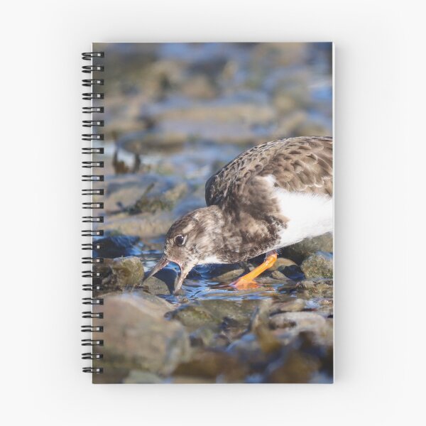 Item preview, Foraging turnstone designed and sold by GreyFeatherPhot.