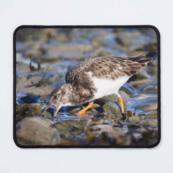 Item preview, Foraging turnstone designed and sold by GreyFeatherPhot.