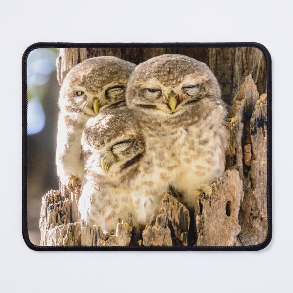 Item preview, Spotted Owlets designed and sold by Werner Padarin.