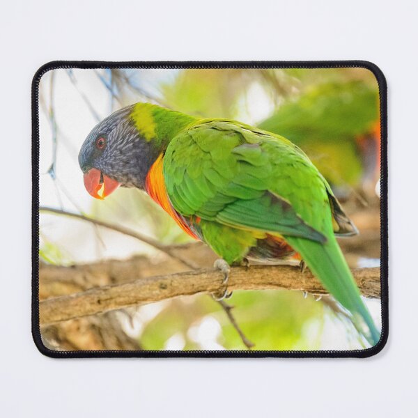 Item preview, Lorikeets 02 designed and sold by Werner Padarin.