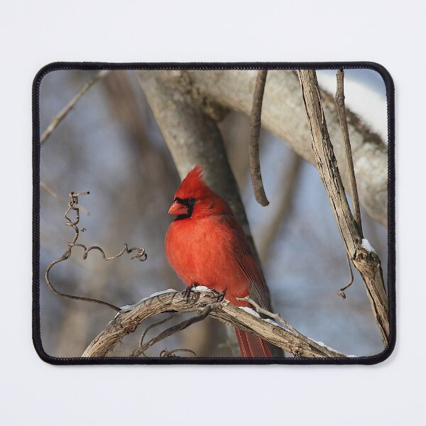 Item preview, Cardinal designed and sold by Brad Chambers.
