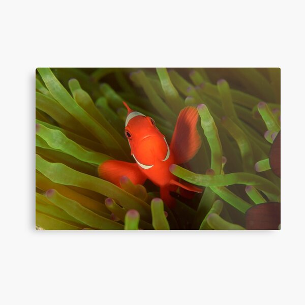 Spine-cheeked Anemonefish - Premnas biaculeatus Metal Print