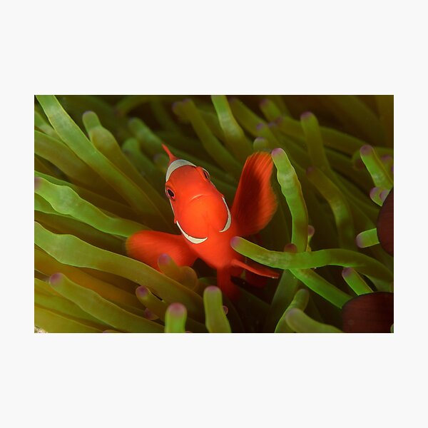 Spine-cheeked Anemonefish - Premnas biaculeatus Photographic Print