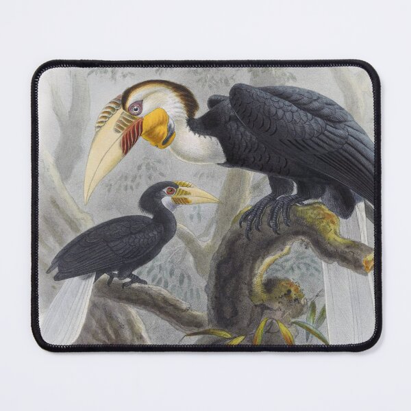 Item preview, Wreathed Hornbill (Rhyticeros undulatus) by John Gerrard Keuleman (modified) designed and sold by TheCurators.