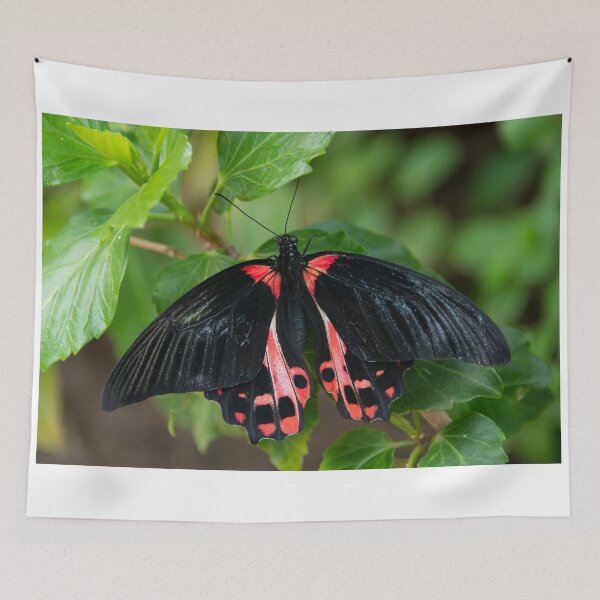 Item preview, Scarlet Mornon Butterfly  designed and sold by hawkie.