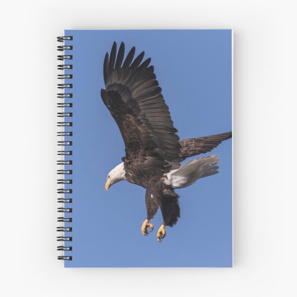 Item preview, American Bald Eagle 2017-8 designed and sold by Thomasyoung.
