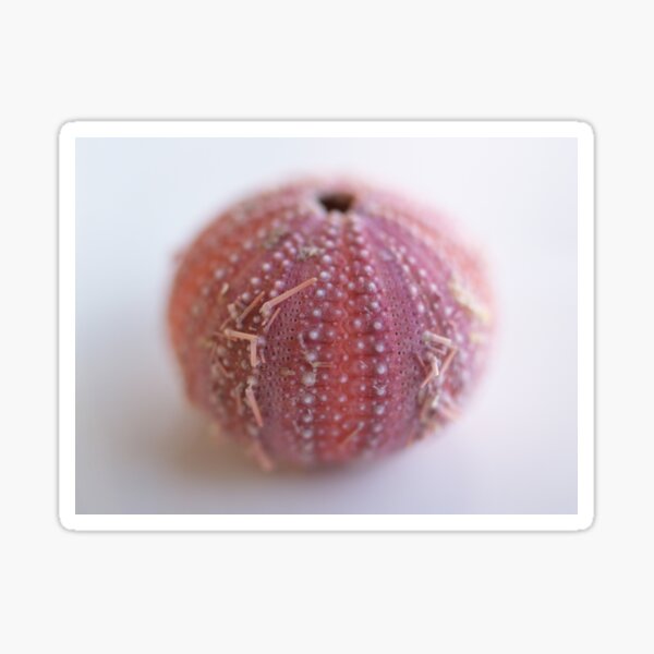 Sea Urchin Sticker