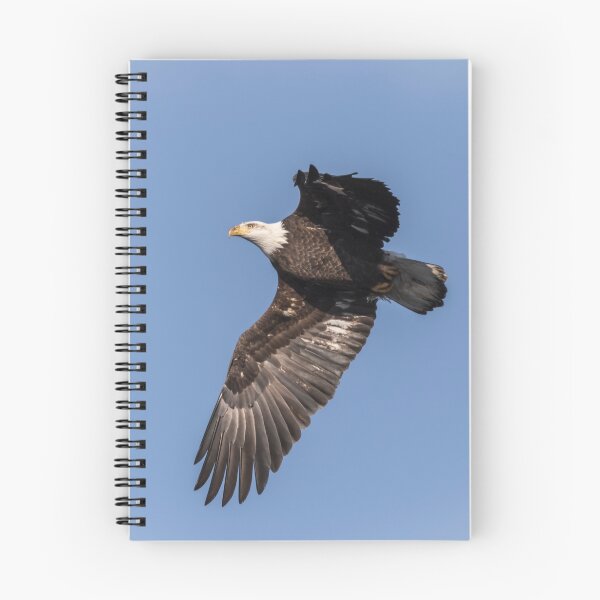Item preview, American Bald Eagle 2017-9 designed and sold by Thomasyoung.