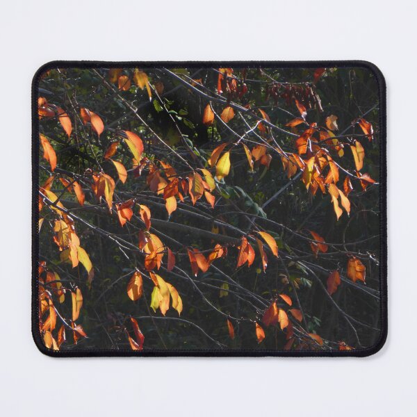 Item preview, Sun lit. designed and sold by Paul Pasco.