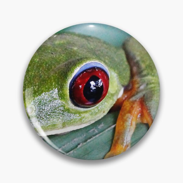 Artikelvorschau, Coucou - Rotäugiger Laubfrosch entworfen und verkauft von NaturePolarized.