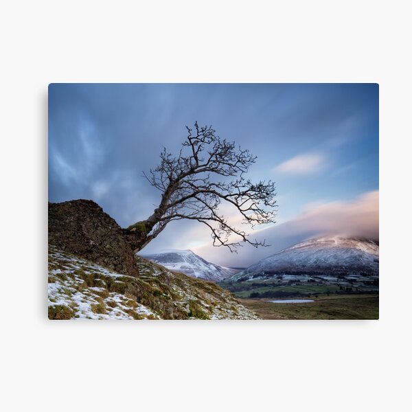Low Rigg Lone Tree Canvas Print