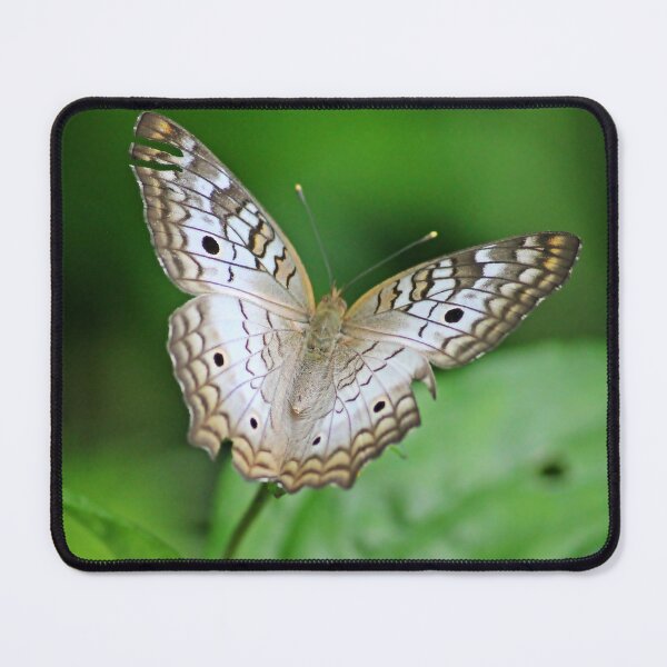 Item preview, White Peacock Butterfly Costa Rica designed and sold by NaturePolarized.