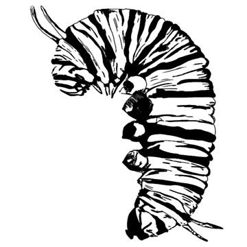 Artwork thumbnail, Caterpillar sticker by OBowserDesigns