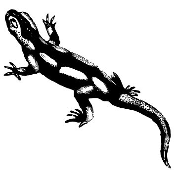Artwork thumbnail, Salamander by OBowserDesigns