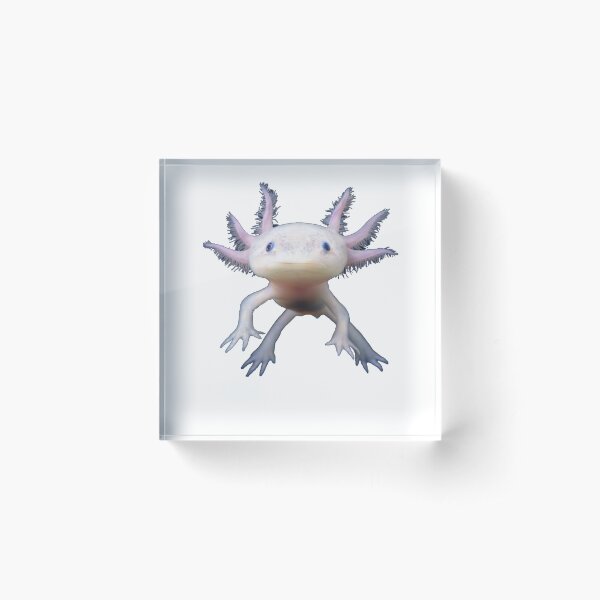 Blue Axolotl Animal - Funny and Cute Salamander Fish Design for Kids, Teens, Boys, Men, Adults, Girls Acrylic Block