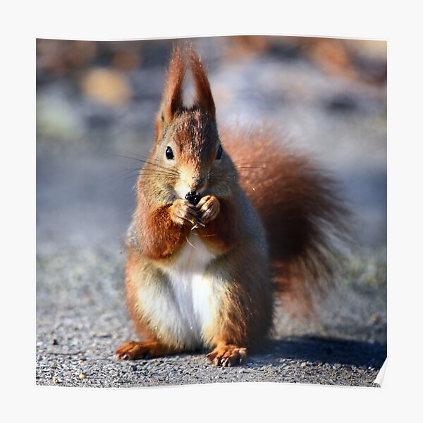 squirrel, squirrel Poster