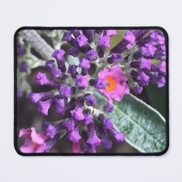 Item preview, Multicoloured Buddleia designed and sold by JuleZ54.