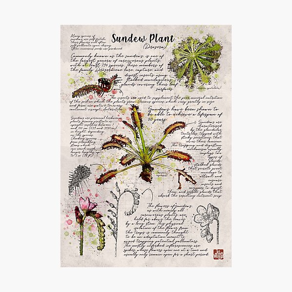 Item preview, Affiche botanique de la plante Sundew designed and sold by Elvenwings.