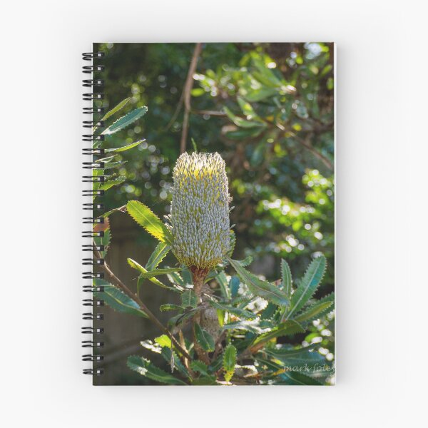 Artikelvorschau, Australische einheimische Blume entworfen und verkauft von MarkFoleyPhoto.