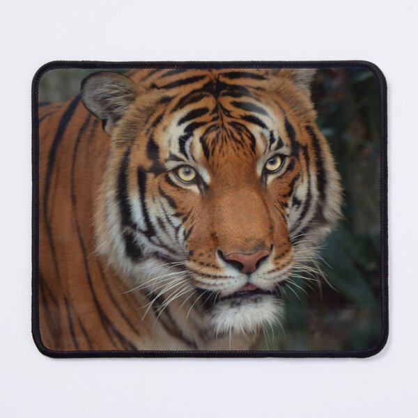 Item preview, Powerful Malayan Tiger  designed and sold by Savannah Gibbs.