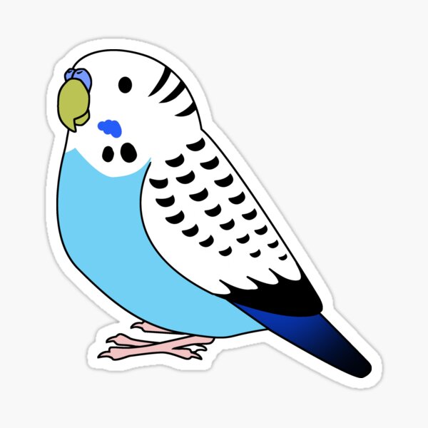Pegatina «Dibujo de dibujos animados de loro periquito periquito azul» de  lifewithbirds | Redbubble
