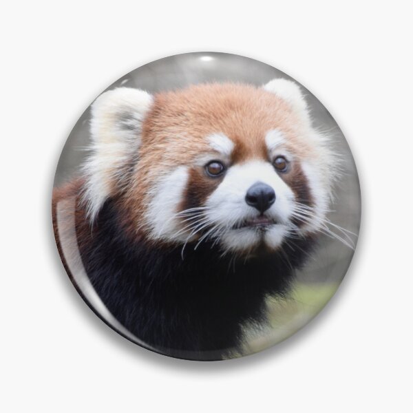 Item preview, Red Panda at the Cincinnati Zoo designed and sold by Zoo and Nature Photography by Karie.