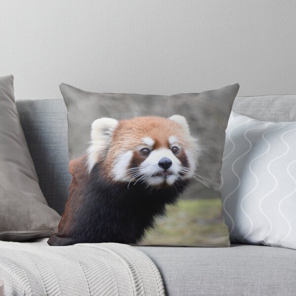 Item preview, Red Panda at the Cincinnati Zoo designed and sold by Zoo and Nature Photography by Karie.